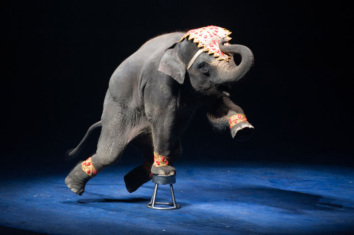 En elefant står och balanserar på en liten pall. Den har en fot på pallen och de andra i luften. Den har ett färgglatt tygstycke i pannan och färgglada band runt fötterna.