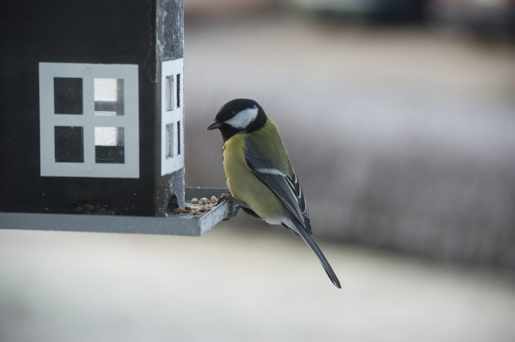 En talgoxe sitter på kanten av ett fågelbord. Den har en tydlig teckning med en stor fläck på kinden, gul mage och svart huvud.
