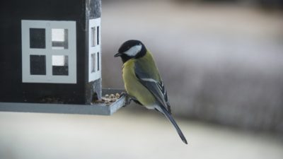En talgoxe sitter på kanten av ett fågelbord. Den har en tydlig teckning med en stor fläck på kinden, gul mage och svart huvud.