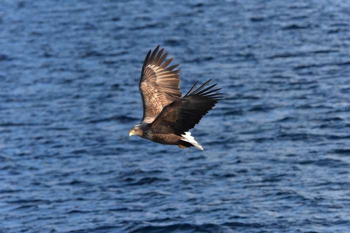 örn flyger över vatten