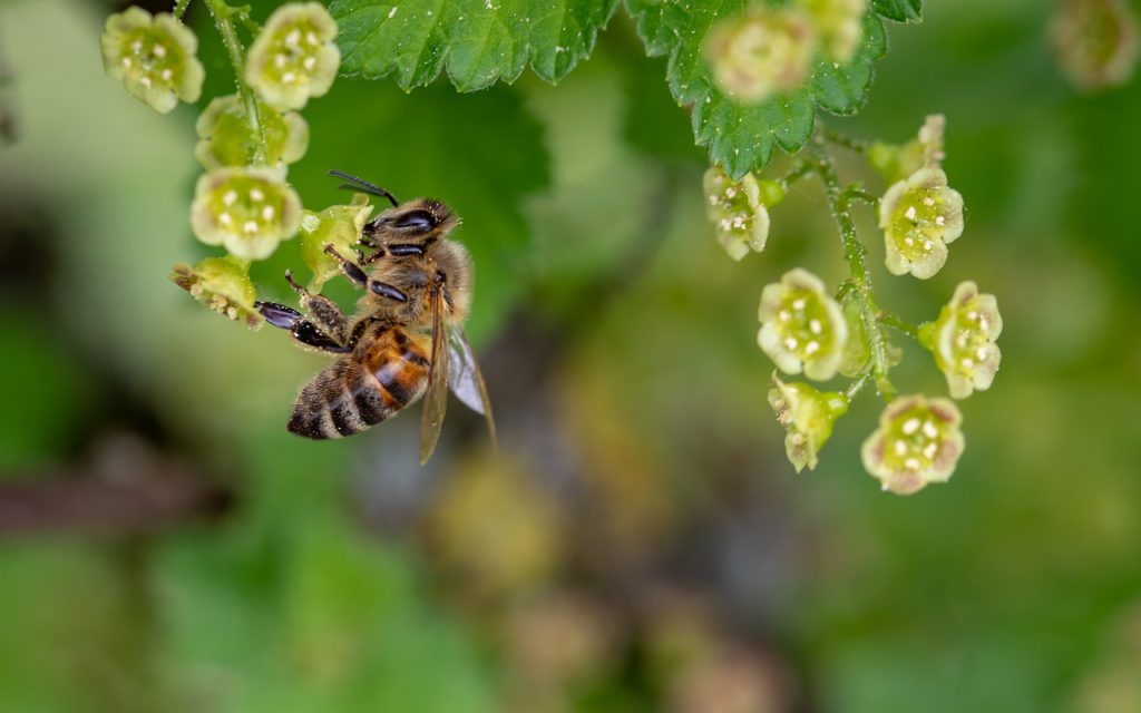 Ett litet bi har landat på en blomma.