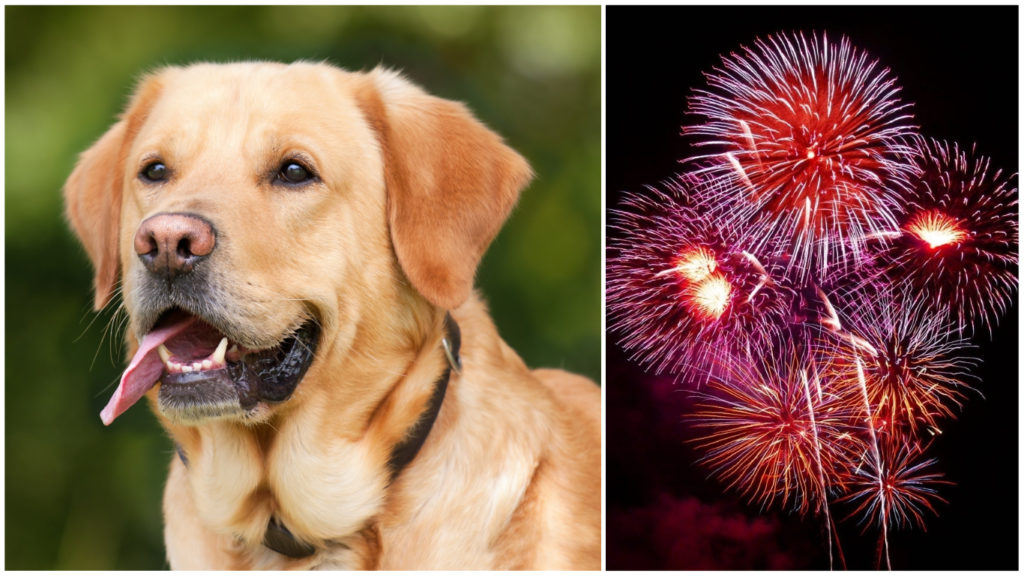 En hund och nyårsraketer.